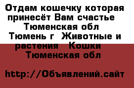 Отдам кошечку которая принесёт Вам счастье - Тюменская обл., Тюмень г. Животные и растения » Кошки   . Тюменская обл.